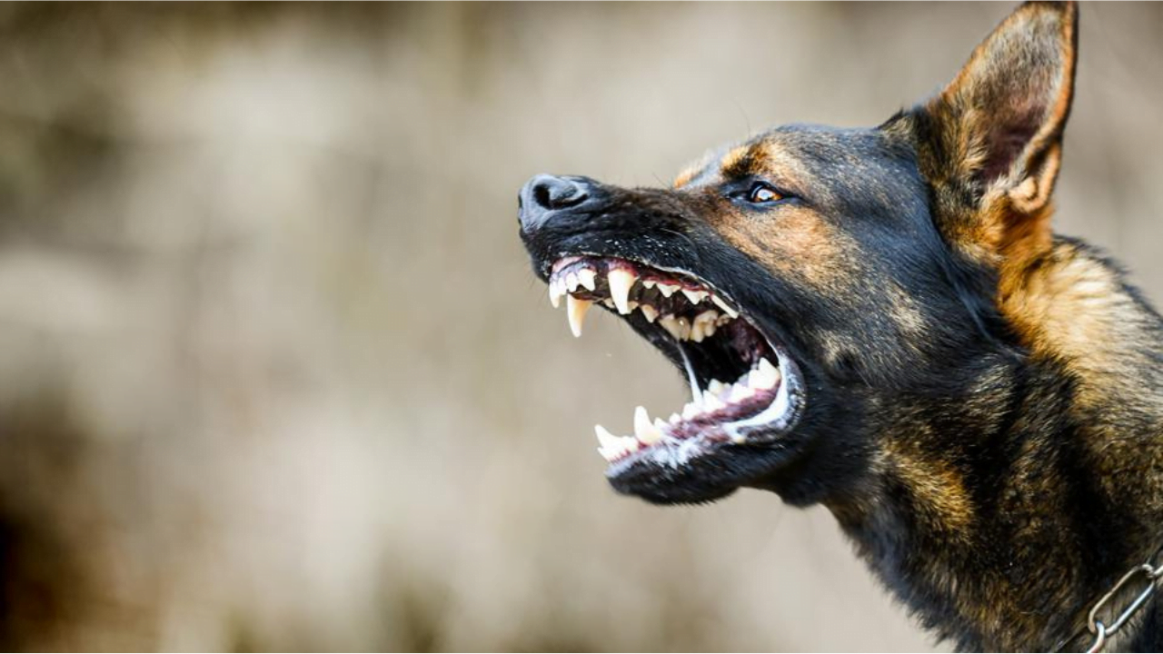 German Shepherd Bites 6-Year-Old At Ghaziabad Housing Complex: Incident Caught on CCTV Highlights Need for Safety Measures